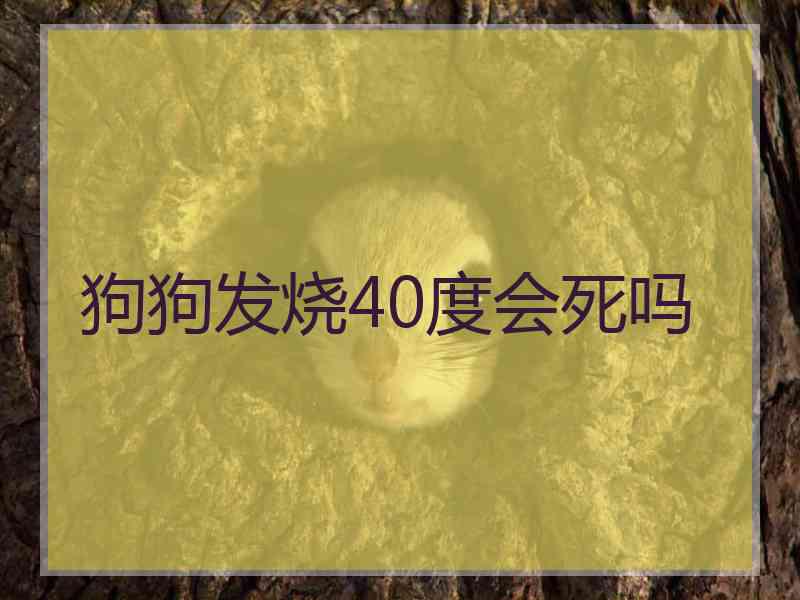 狗狗发烧40度会死吗