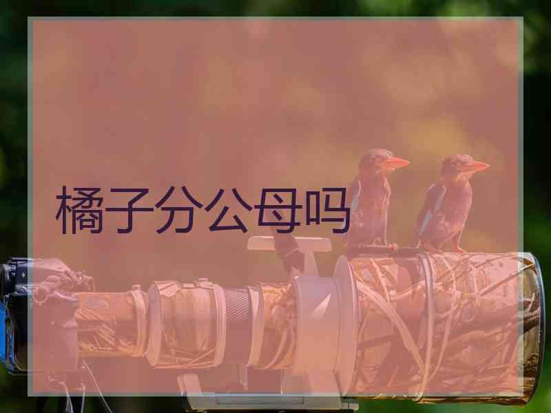 橘子分公母吗