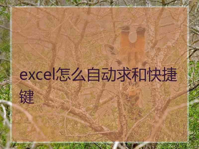 excel怎么自动求和快捷键