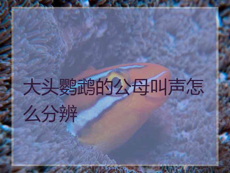 大头鹦鹉的公母叫声怎么分辨