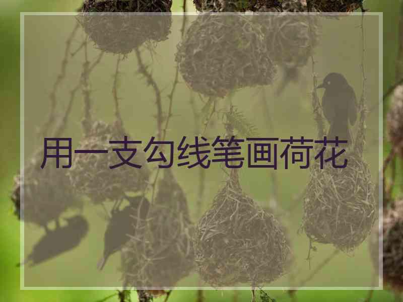 用一支勾线笔画荷花