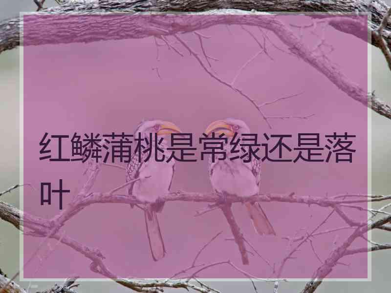 红鳞蒲桃是常绿还是落叶