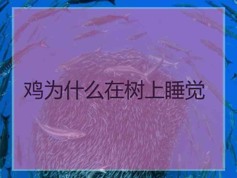 鸡为什么在树上睡觉