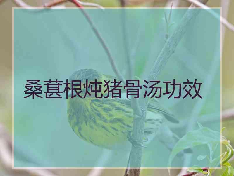 桑葚根炖猪骨汤功效