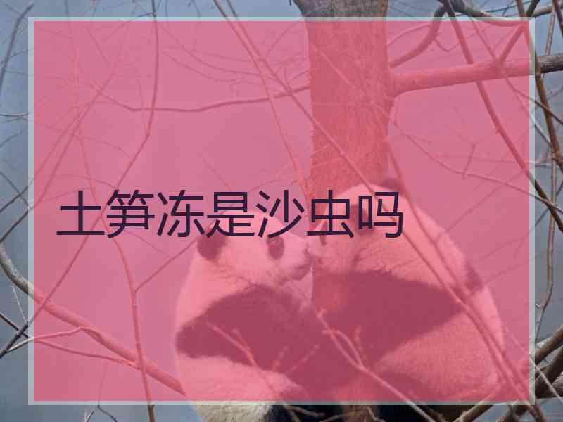 土笋冻是沙虫吗