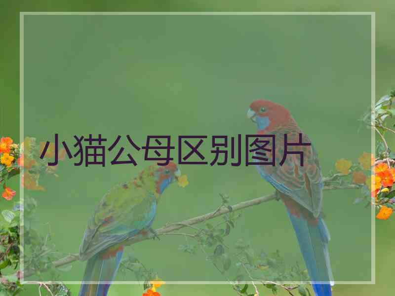 小猫公母区别图片