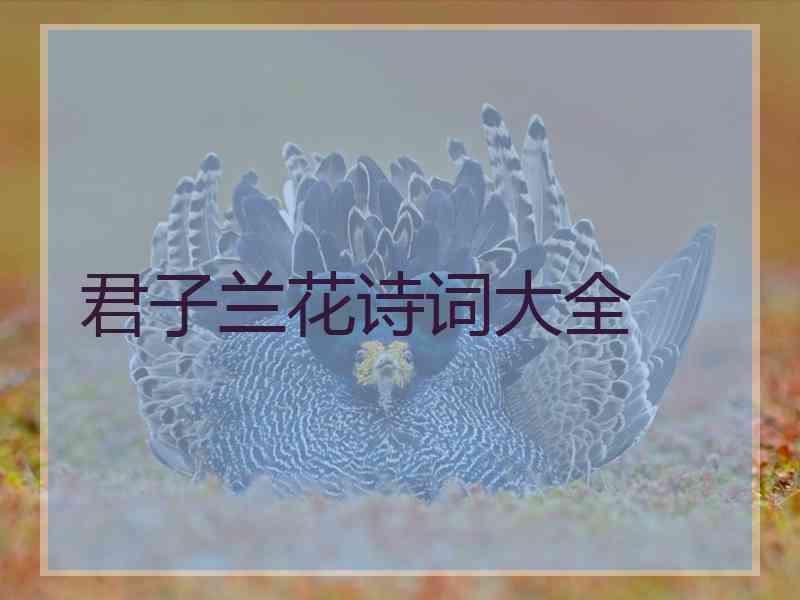 君子兰花诗词大全