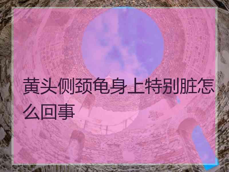 黄头侧颈龟身上特别脏怎么回事