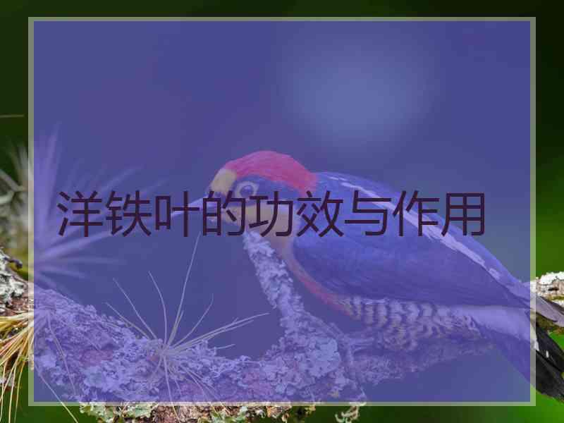 洋铁叶的功效与作用