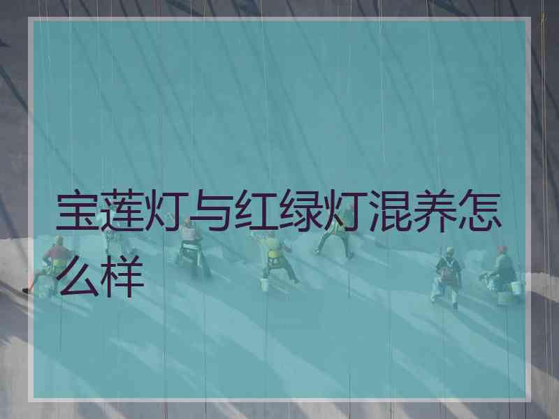 宝莲灯与红绿灯混养怎么样