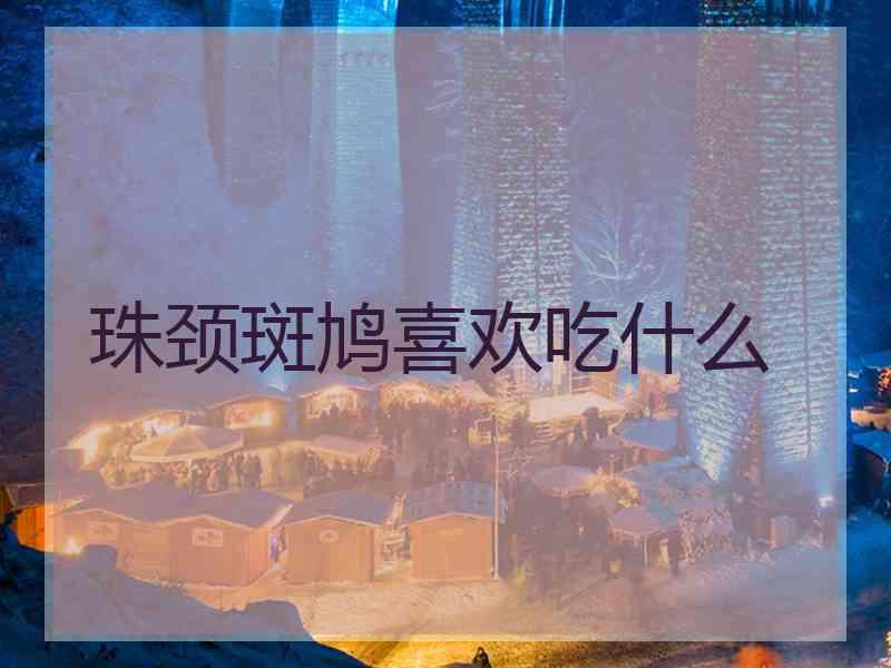 珠颈斑鸠喜欢吃什么