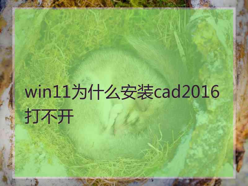 win11为什么安装cad2016打不开