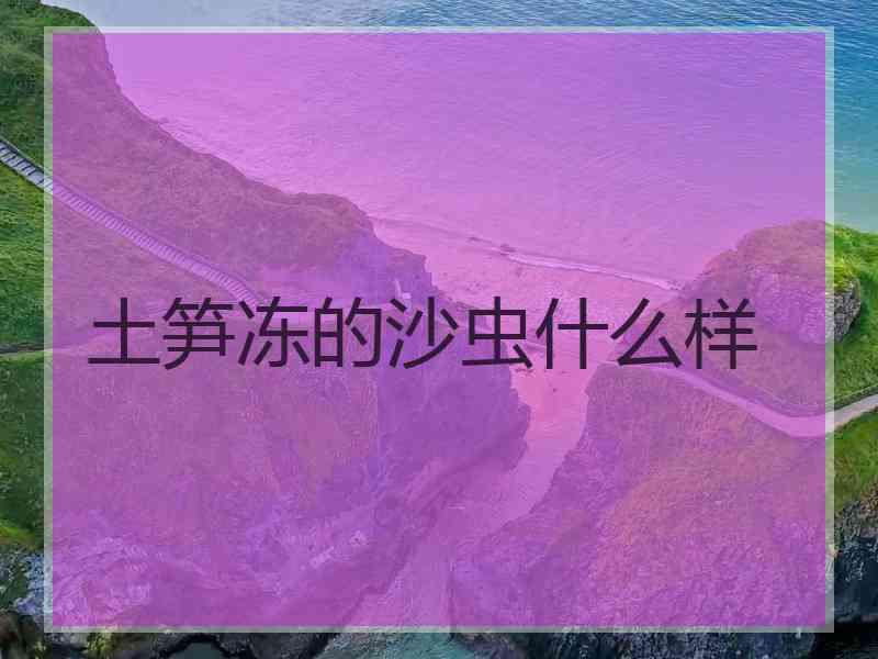 土笋冻的沙虫什么样