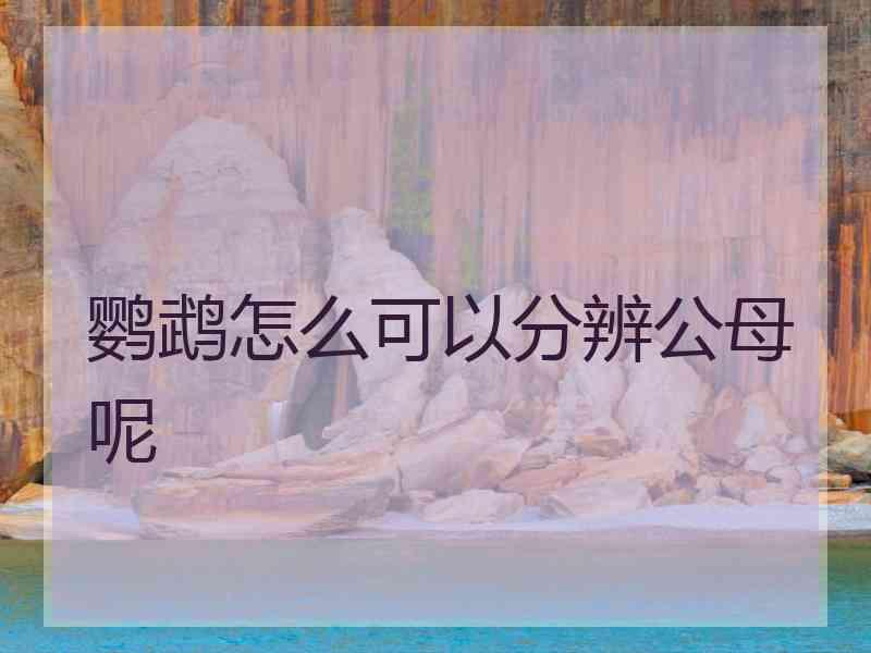 鹦鹉怎么可以分辨公母呢